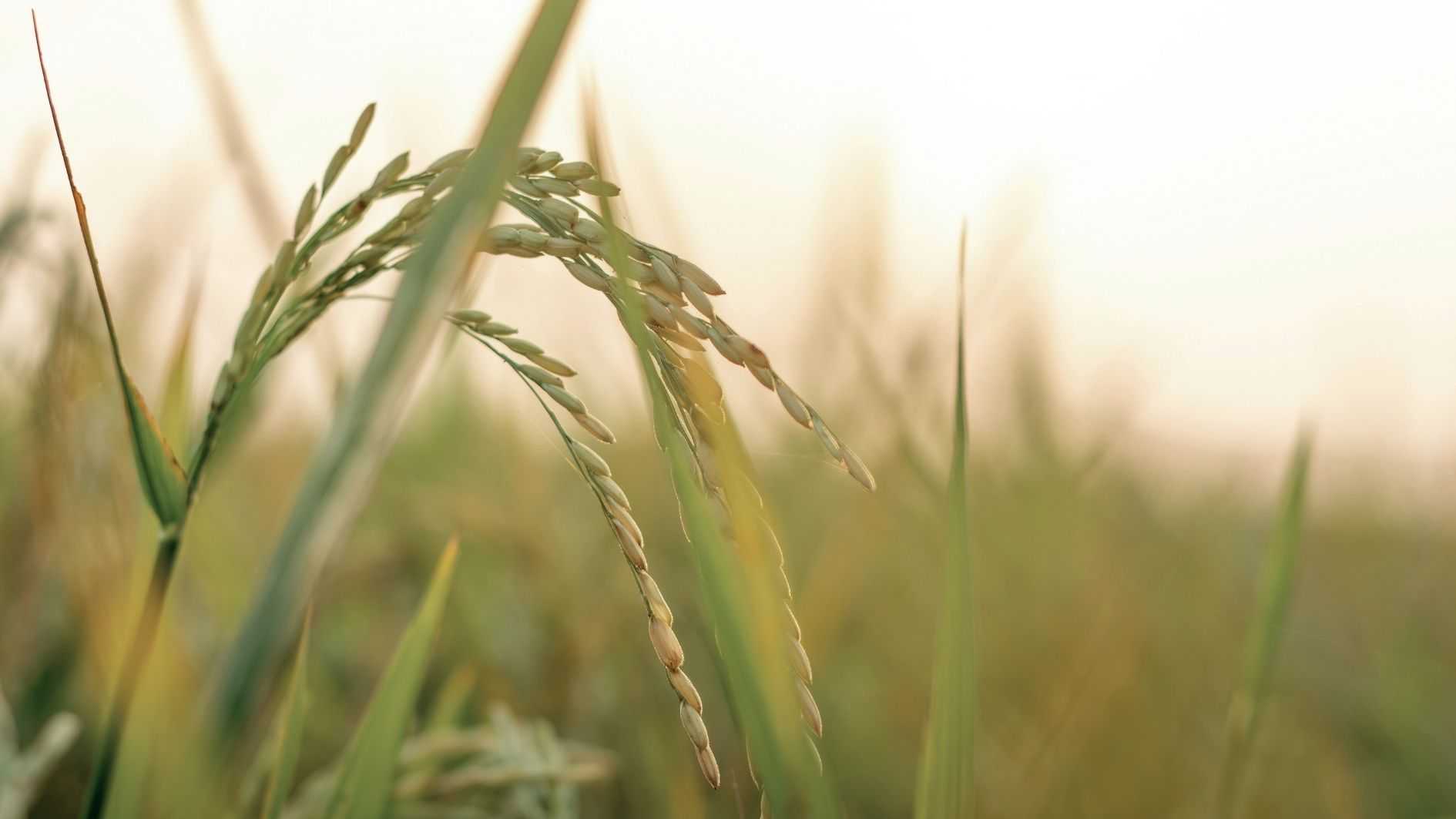 Pepatah-pepatah Sunda untuk Hidup Lebih Produktif